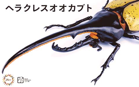 自由研究-26 自由研究シリーズ No26 いきもの編 ヘラクレスオオカフ?ト