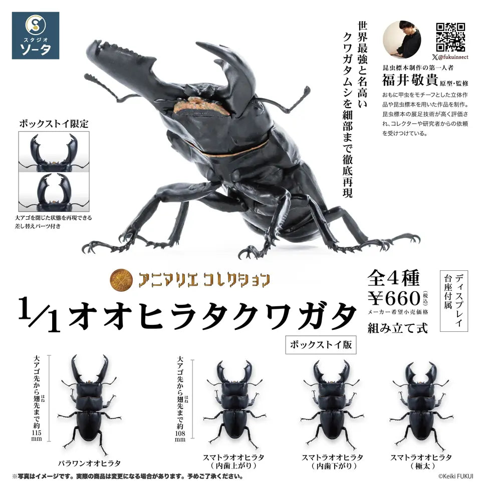 アニマリエコレクション1/1オオヒラタクワガタ(※4)